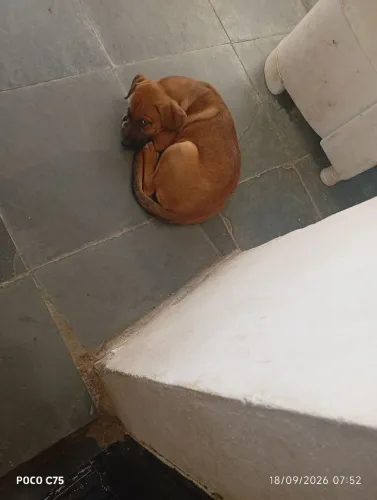 Doação de filhotes