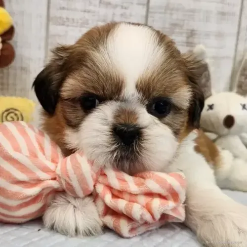 Filhotes legítimos de porte pequeno Shih Tzu/ Shitzu macho e fêmea com pedigree SP