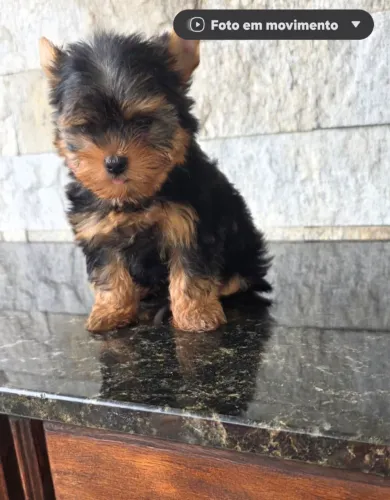 Yorkshire macho com pedigree