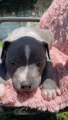 Quer um filhote lindo de Pitbull temos a pronta entrega