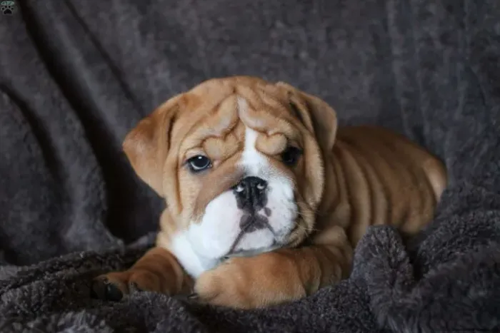 Bulldog Inglês pronta entrega - leve agora