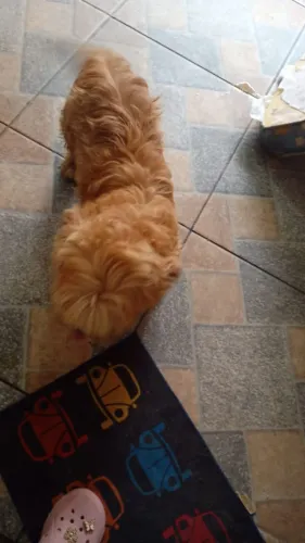 Vendo um ilhasa Apso
