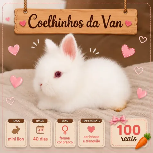 Mini coelho 