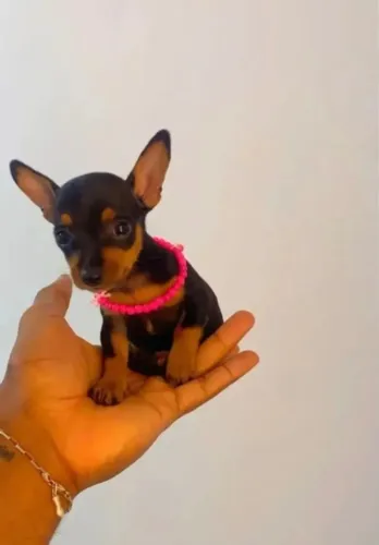 Pinscher 0 Filhotinhos