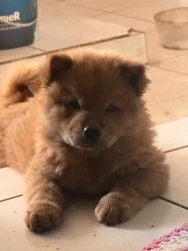 Chow chow macho
