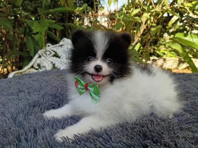 Sptiz Alemão/ Lulu da Pomerânia Macho