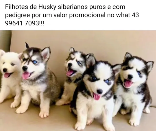Filhotes puros com pedigree de Husky siberianos