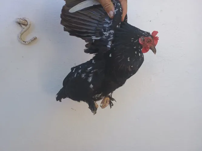 GARNIZÉ MANICA