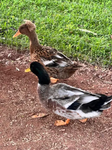 Casal de Marreco Rouen (Gigante/Ornamental) - Lindos e Saudáveis