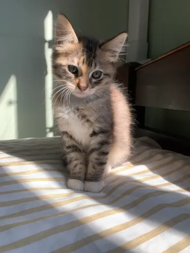 Gato filhote para doação