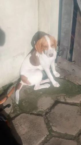Animais de estimação 