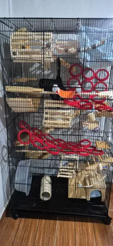 Gaiola Grande com rato twister femea - Completa com Acessórios e Moradoras