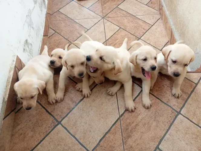 Labrador inteligentes