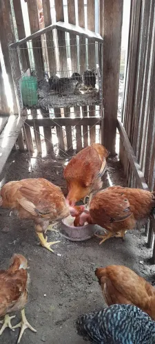 Vendo 1 galinha e 2 frangos caipirão 
