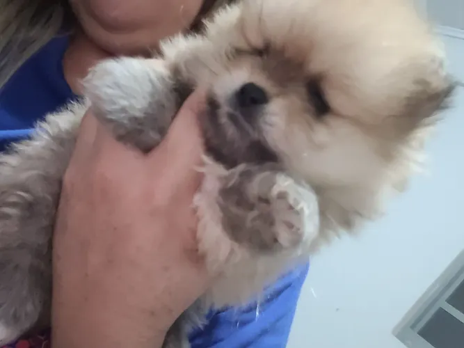 Spitz macho com primeira dose da vacina