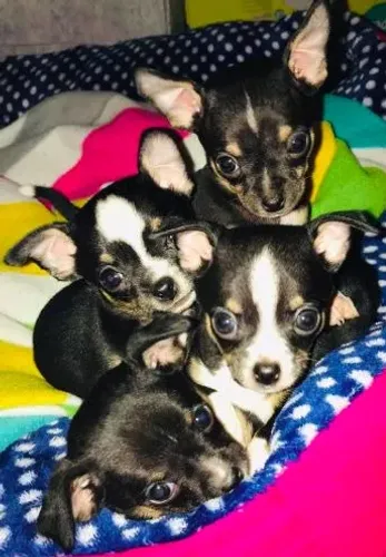 ´pinscher