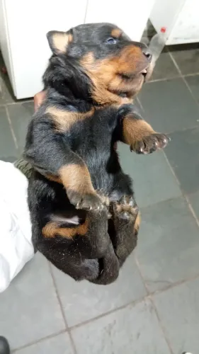Venda de rottwailer femeas