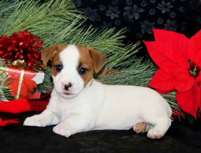 Jack Russell filhotes prontos para novo lar