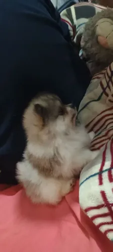 Filhote de Spitz Alemão Anão