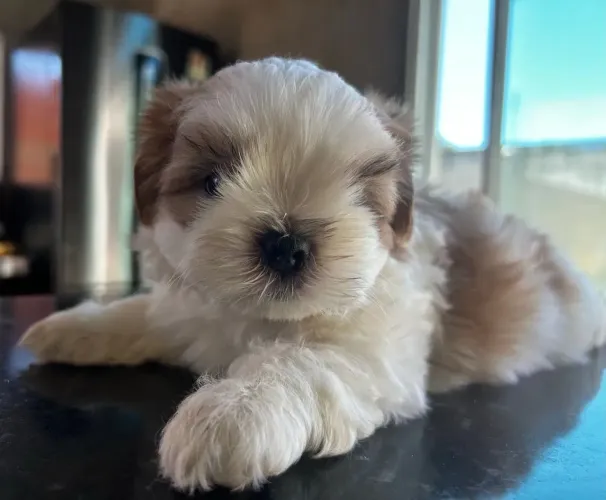 Shih Tzu O filhote ideal para quem procura amor para sempre