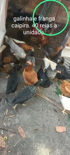 Vendo ou troco em celular