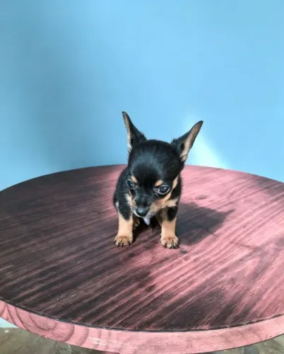 Pinscher zero zero zero