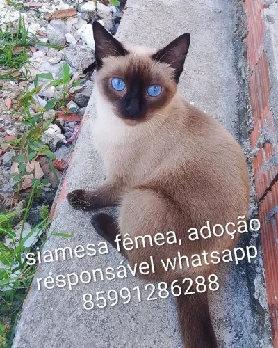 Gatos lindinhos pra adoção responsável