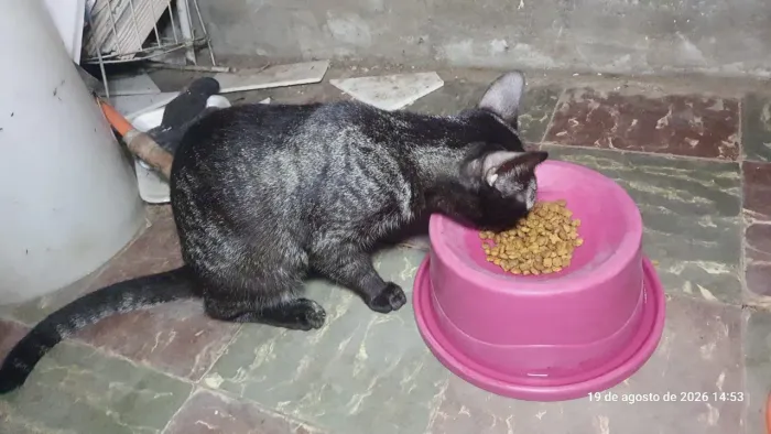 Gato para adoção 