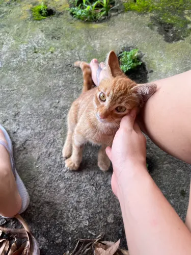 Doa-se filhote de gato macho 