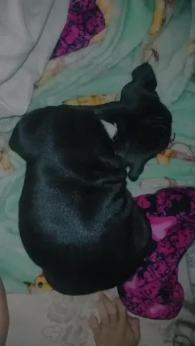 Filhote Pitbull macho