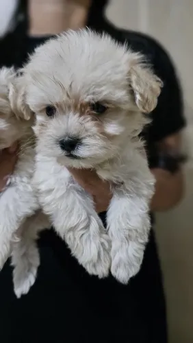 Vende-se filhotes de poodle