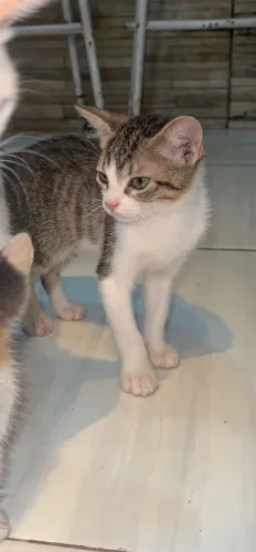 Doa-se gato filhote
