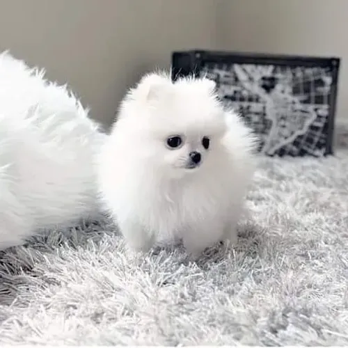 Lulu da Pomerânia