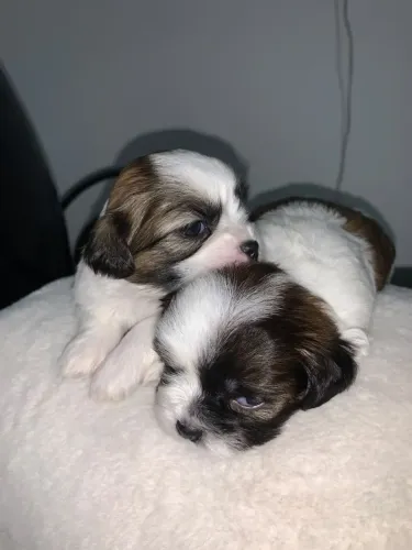 Lhasa Apso Filhotes