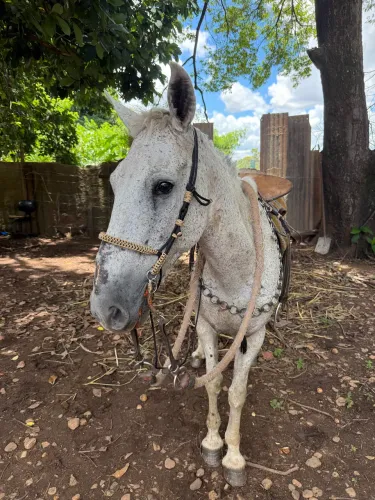 Traia pra cavalo/mula/burro