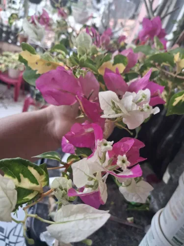 Manaca  rosa com branco e variegato