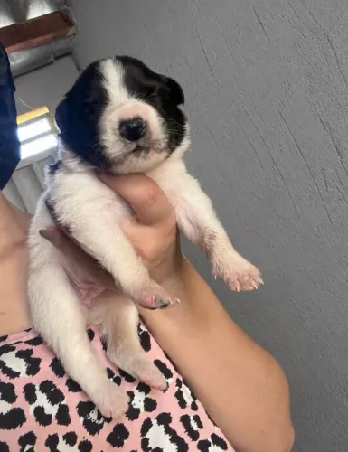 Vende-se filhotes de border collie 