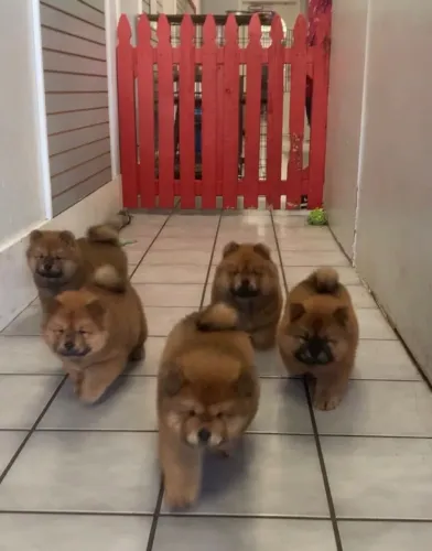 Filhotes de Chow Chow | Filhotes super queridos.