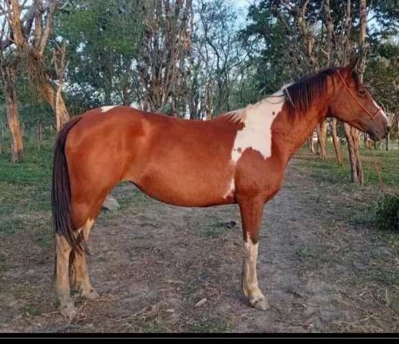 Égua pampa prenha 