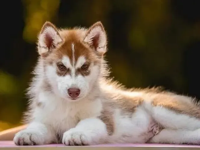 Filhotes de Husky Siberiano | Alegria que contagia.