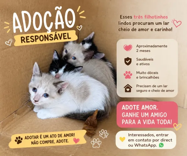 Gatinhos para adoção 