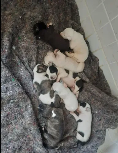 Adoção de cachorros filhotes * não falo olx so zap envio rj