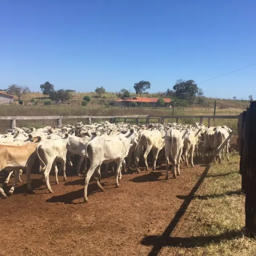Fazenda a venda em Goiatins - TO