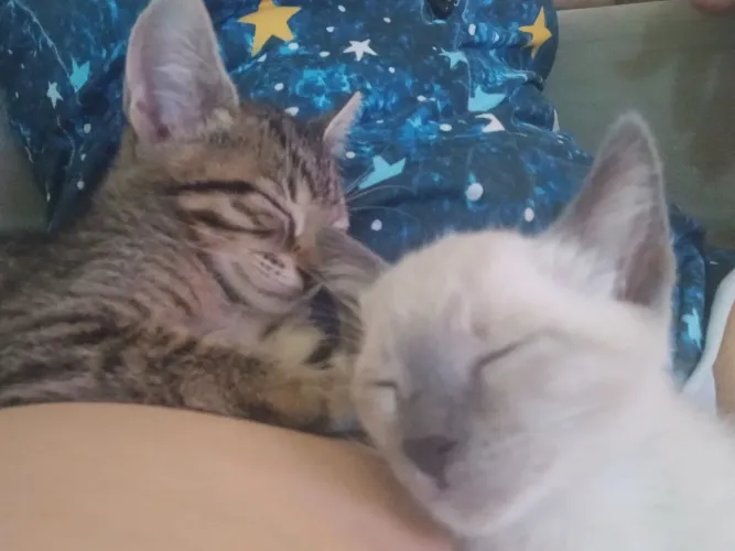? PROCURA-SE UM NOVO LAR PARA OS GATINHOS PAUL E NINA (7 MESES) ?
