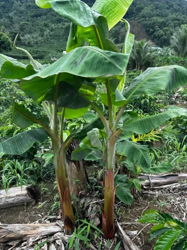 Vendo muda banana da terra (terrinha)