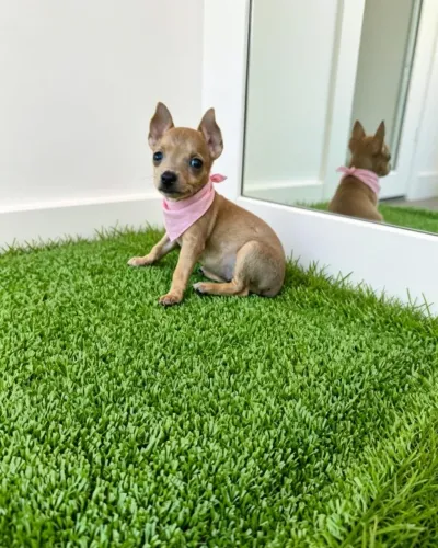 Pinscher Fêmea Encantadora