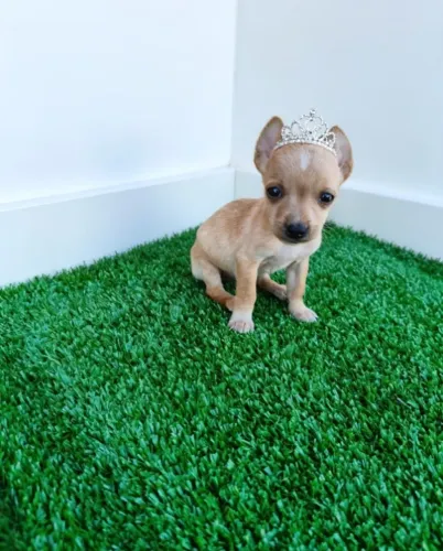 Princesa Filhotinhas de Pinscher Muito Fofas