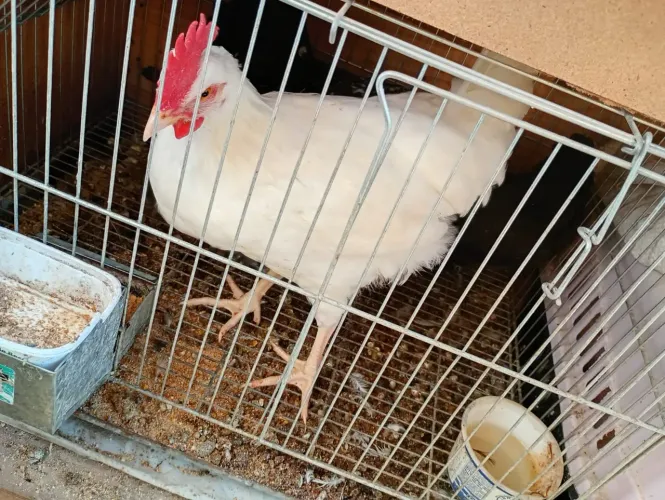 Galo Legorne mistura com Polaco