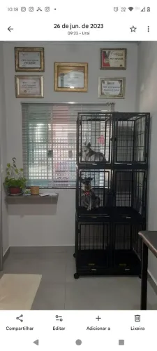 Itens para Banho e tosa