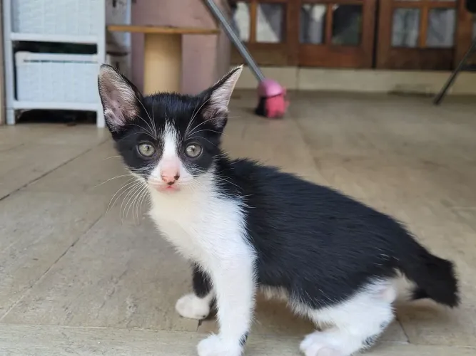 Gata fêmea filhote